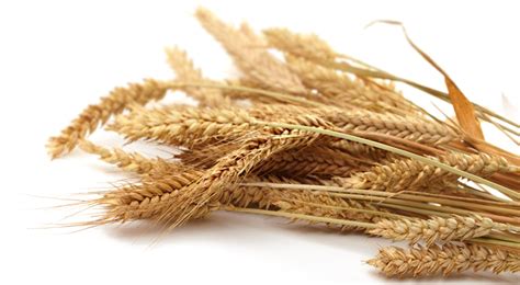 Grain Png Images Transparent Free Download