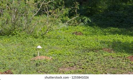 Inch Tall Mushroom Growing Out Stock Photo Shutterstock