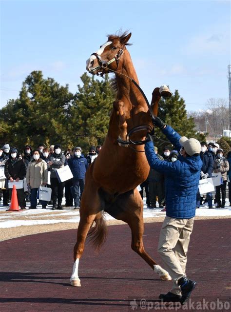 パカパカ工房💉ワクチン4回接種済 On Twitter 【優駿スタリオンステーション種牡馬展示会2023】 本日は新冠地区で種牡馬展示会が