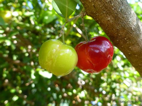 Maui Jungalow: Acerola Cherries