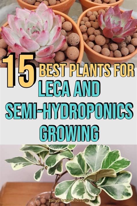 15 Best Plants For Leca And Semi Hydroponics Growing