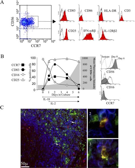 Unique Expression Of Mature Dc Associated Surface Markers And Cytokine Download Scientific