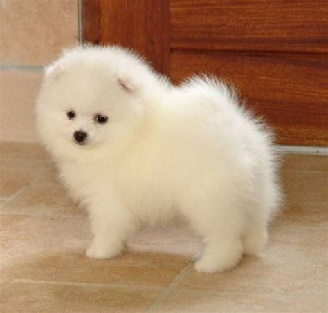 German Spitz Info, Temperament, Puppies, Life Span, Pictures