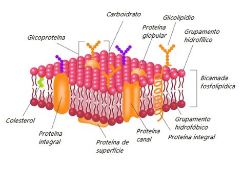 Esquema De Membrana PlasmÃ¡tica Dinami