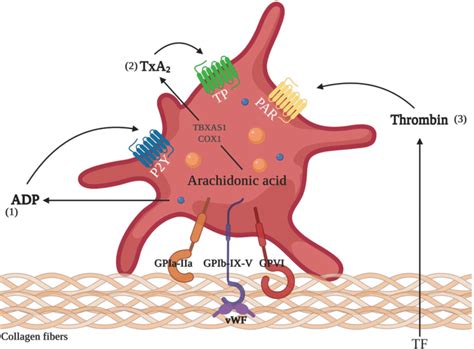 Platelet Adhesion And Activation Adherent Platelets Release The