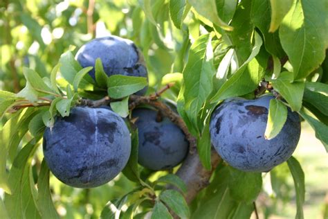 Kostenlose Foto Pflaumen European Plum Frucht Baum Prunus Spinosa