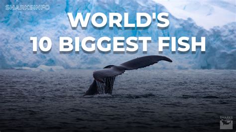 Worlds Top 10 Biggest Fish