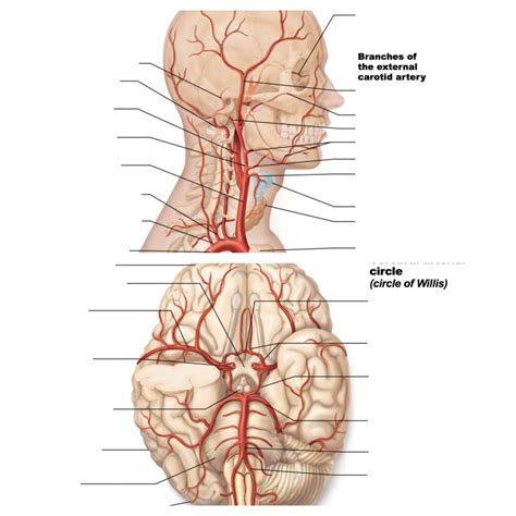 Ch Blood Vessels Face Brain Arteries Diagram Quizlet