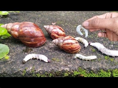 Tangkap Siput Bekicot Ulat Daun Snails Kelomang Warna Warni YouTube