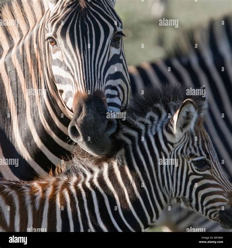 Plains Zebra Mother Foal Quagga Hi Res Stock Photography And Images Alamy