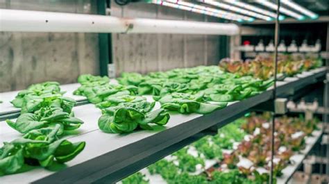 Container Farms For Schools Pure Greens Custom Container Farms