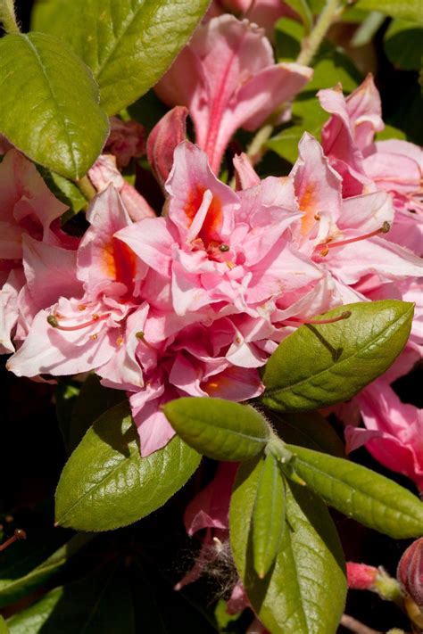 Electric Lights Double Pink Azalea Pahl S Market Apple Valley Mn