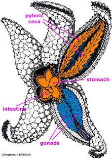 marine bio: Starfish