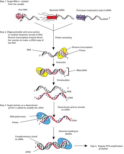 RNA Extraction And RT PCR Analysis Of Environmental Microbes