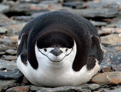 Почему пингвины не летают | Cute animals, Animals, Wildlife photography