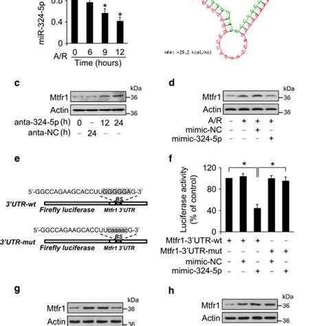 Mir 324 5p Participates In The Regulation Of Mtfr1 Expression A Download Scientific Diagram