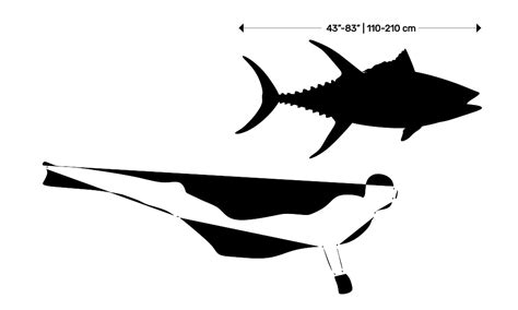 Yellowfin Tuna Anatomy