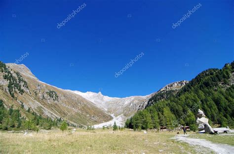 vegetación de montaña prados verdes en medio de exuberantes bosques