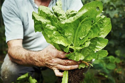 How To Harvest Lettuce Properly For Regrowth - The Home Tome