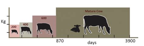 Mature Cow Weight Angus Australia