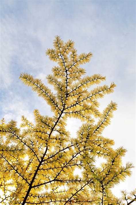 Chinese Golden Larch Tree Pattern Photograph by Tim Gainey - Fine Art ...