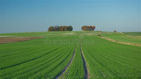 Path Through Green Field Trees On The Horizon Stock Photo Image Of