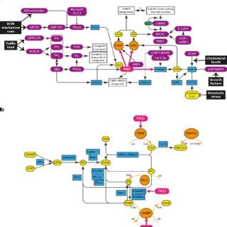 Lipid And Protein Signaling Pathways That Regulate Golgi Lipid