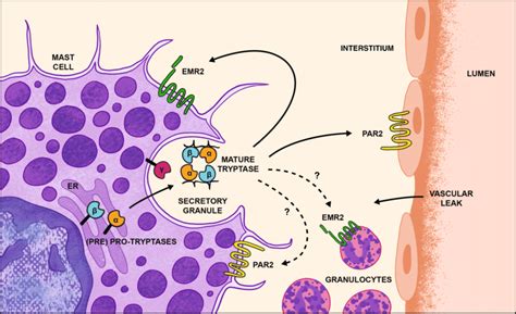 Schematic Of α β Tryptase Heterotetrameric Activity Following Mast Cell Download Scientific