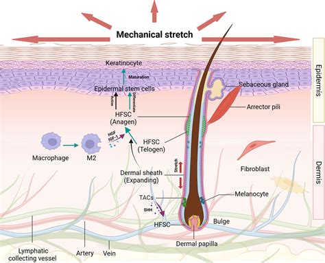 Frontiers Hair Follicle Stem Cells Promote Epidermal Regeneration