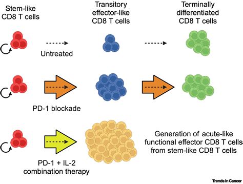 Harnessing Cd8 T Cell Responses Using Pd 1il 2 Combination Therapy