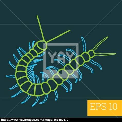 Centipede Vector At Getdrawings Free Download