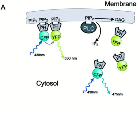 Genetically Encoded Bio Sensors Cell Biology