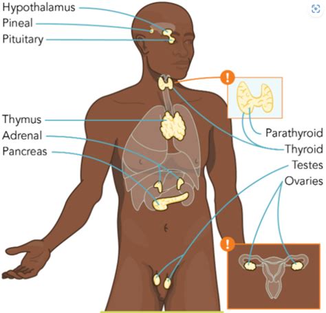 SP9 The Anatomy Physiology Of The Endocrine System Flashcards Quizlet