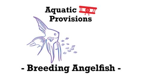 The Secrets of Freshwater Angelfish Breeding: A Comprehensive Guide fo ...