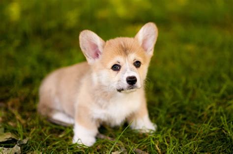 What Is A Mini Corgi The Facts And Fiction Of This Tiny Breed Myfavcorgi