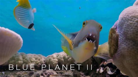 The Fish That Uses Tools Blue Planet II Episode 1 Preview BBC One