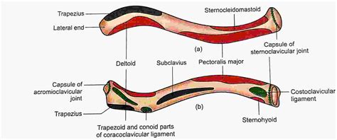 claviclecollar bone anatomical position partsattachment
