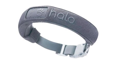 Halo Collar Review | Everything Labradors