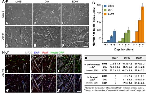 Figure 2 From Extraocular Muscle Satellite Cells Are High Performance