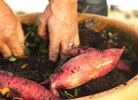 Comment Cultiver La Patate Douce En Pot Sur Son Balcon