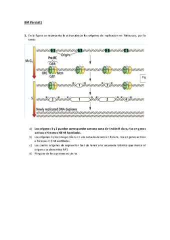 BM Parcial 1 Pdf