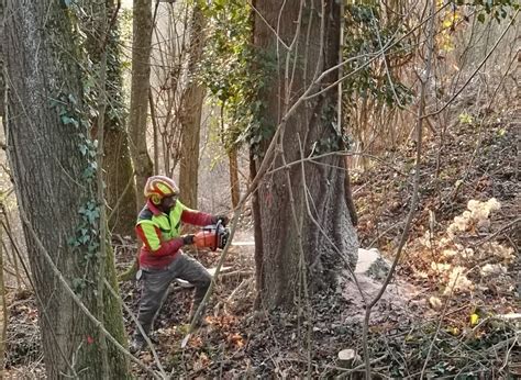 Bäume fällen und Holz ernten unsere Stärke