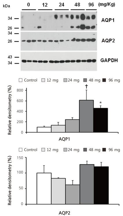 Immunoblot Analysis For Aquaporin Aqp And Aquaporin Aqp From