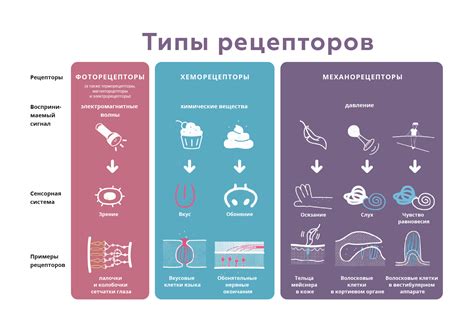 Типы рецепторов