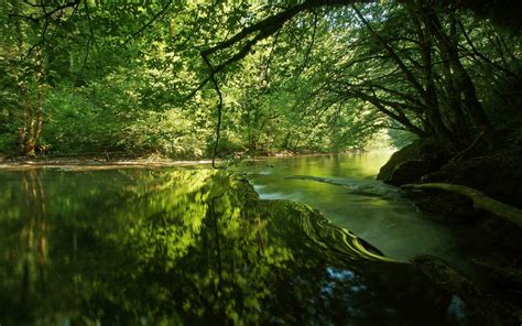 Landscape Plants River Trees Reflection Wallpapers HD Desktop And