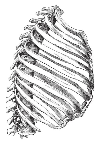 Infraspinatus Vector Images Depositphotos