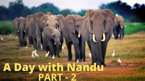 A Day With Nandu Part 2 Ncert Class 4 Evs Chapter 3 With Picture