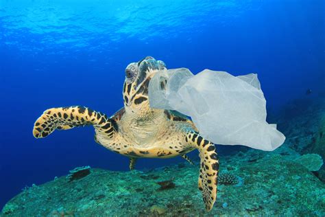 Plastic Bags Ocean