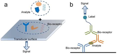 Dyes As Labels In Biosensing Intechopen