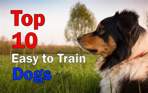 Dog Training Top 10 Easiest Dogs To Train In The World